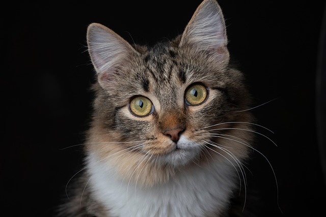 cat-7489398_640